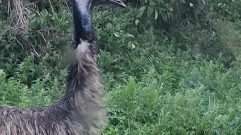 Escaped Emu