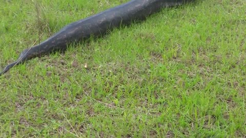 Massive Python spotted in Ballito