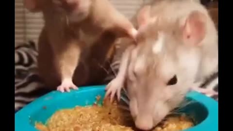 Rare footage of rats