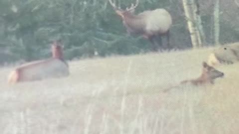 Bull Elk Feeding During Deer Season - Marksman’s Creed #elkhunting #deerhunting #huntingseason