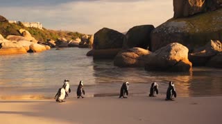 Penguin life