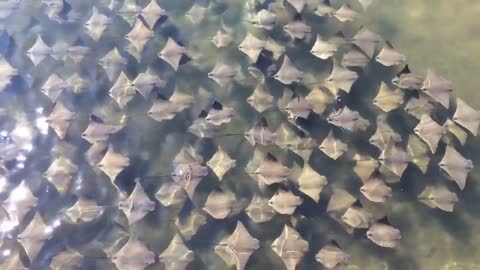 A Fever Of Stingrays in Tampa