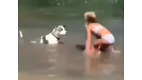 Cute dog is blackfliping so nicely