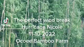 Hurricane Nicole 11-10-2022