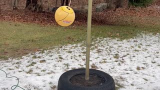 Scout the Golden is a Tether Ball Champion