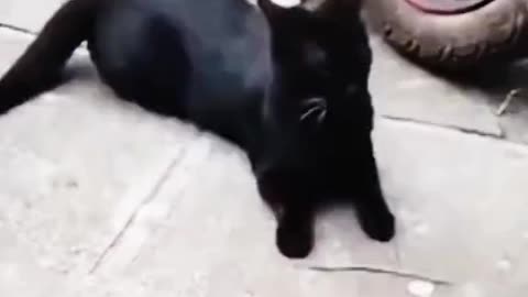 Cat's Funny Video 😂