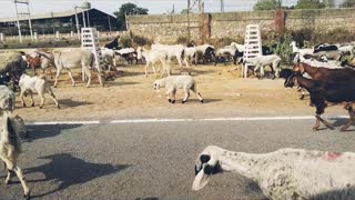 A sudden crowd of goats on the road
