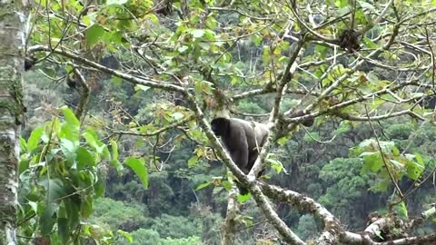 Woolly Monkey jumping -cloud forest manu