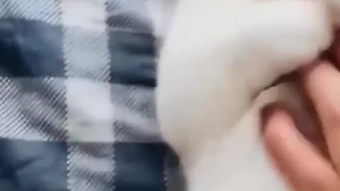 Funny pets videos.