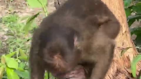 #babymonkey #Animal #monkeys #animallovers❤️ #cocakamonkey animals #viral #monkey #cute_16