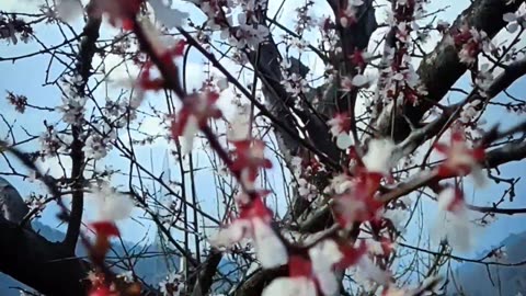 The Bloom of Spring in Kashmir