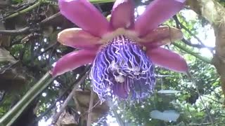 Linda flor passiflora roxa no jardim botânico, muito bonita [Nature & Animals]