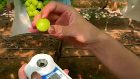 Grapes testing! #fruitgarden #farming