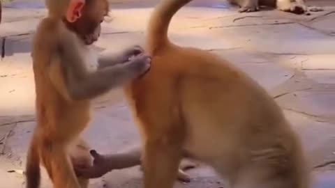 Funny Monkey Video 🐒