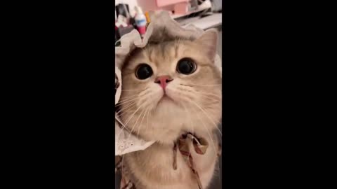 The very best and funniest CAT moments 😅Funny Pet Videos 2024