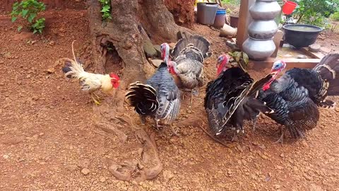 Turkey vs Rooster 🐓 3turkey birds attack the 1 rooster ! @Bird Lover🐦