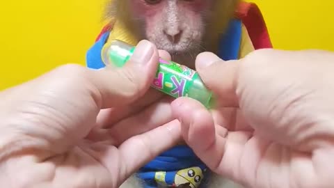 "Monkey's Verdict: Exploring Green Lipstick Candy"