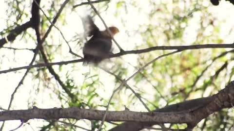 How wild chickens live in the forest Wild chicken