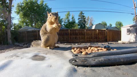 Squirrel Eating Nuts