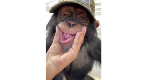 Hilarious Animals - You Won't Stop Laughing!
