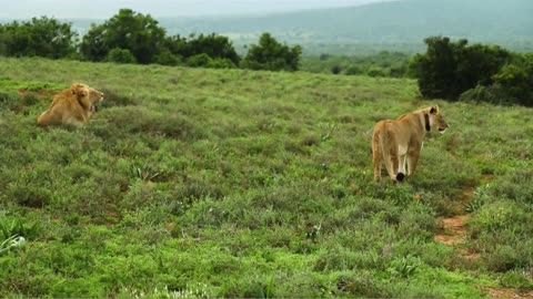 10 Fascinating Facts About Animal Intelligence