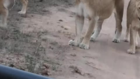 Mhangeni Pride Looking for a Prey and Walking Past Photographer’s Car