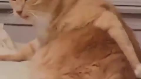 Funny cat video