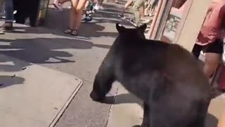 Bear Casually Strolls Through Crowded Corner