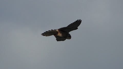 Beautiful flight of the falcon