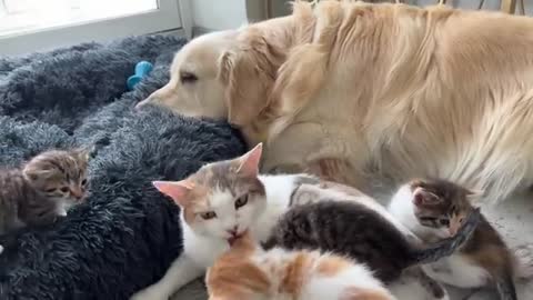 Mom Cat and Tiny Kittens Love their Best Friend Golden Retriever