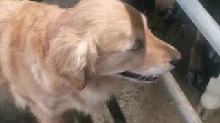 Golden Retriever Visits Bovine Buddies