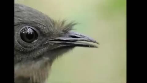 the amazing Lyre Bird sings like a chainsaw