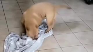 Thor Scoots on Blanket to Keep Floor Clean
