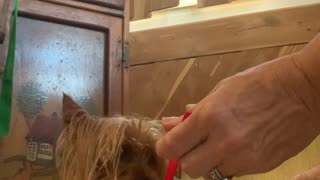 Trumpy Yorkie Demands To Eat From A Spoon