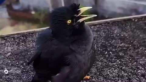 This tiny singing bird should be in the Chinese opera - INSPIRING