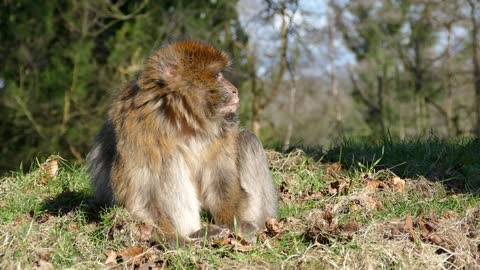 Barbary Macaque Monkey Barbary Macaque Wildlife