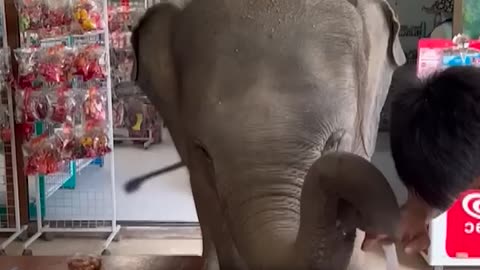 On Elephant