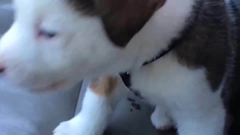 Funny Little Puppy Gets Angry at His Own Hiccups