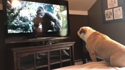 Bulldog Has Incredible Reaction To Actress In Trouble