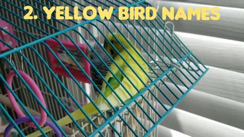 50+ Bird Name Ideas |