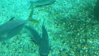 Aquário de tubarão