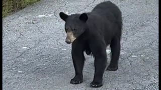 Curious Bears
