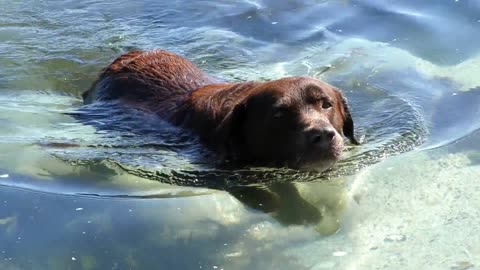 A dog walking in the water