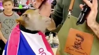 Giving a monkey a haircut