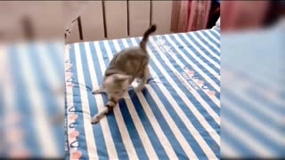 😀😀Funny Cat 💃 😄😄 Dance Video 😃😃