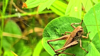 A grasshopper under a spider web with a spider.