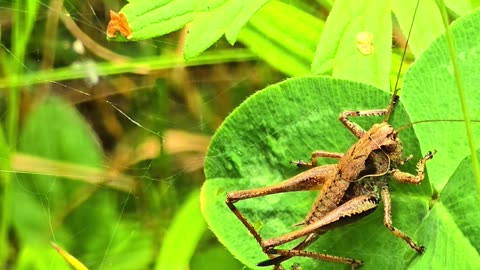 A grasshopper under a spider web with a spider.