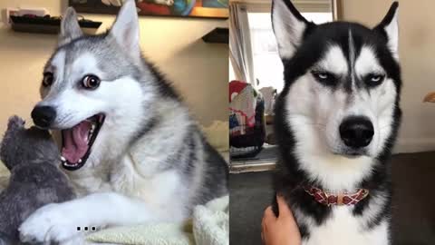 Husky dog is the best Comedian 😄🤣 Funny Husky Dogs Video Compilation