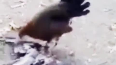 cock and eagle fight