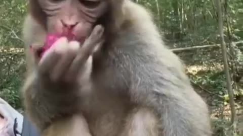 Eating fruit monkey